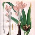 colchicine–crocus.jpg