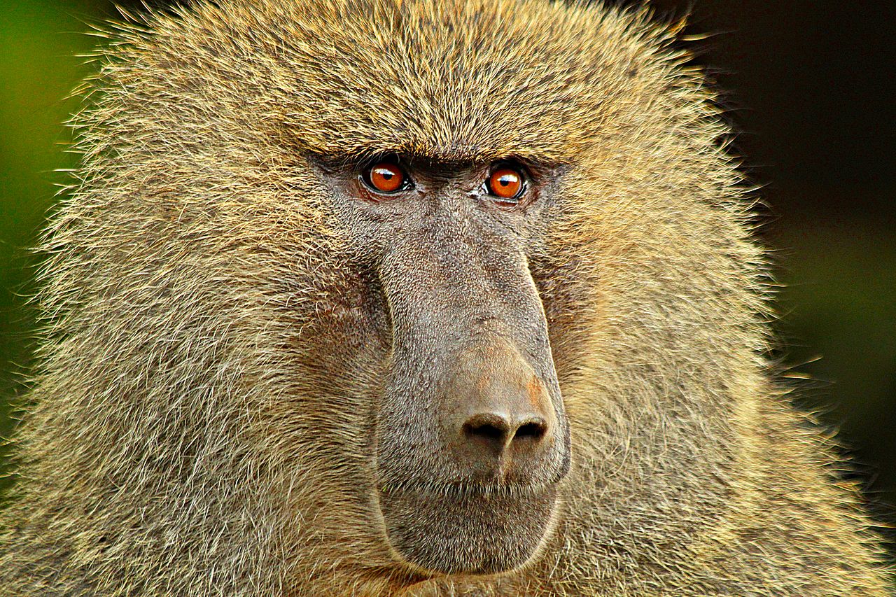 BABOON-e.jpg