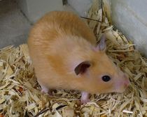 golden–hamster.jpg