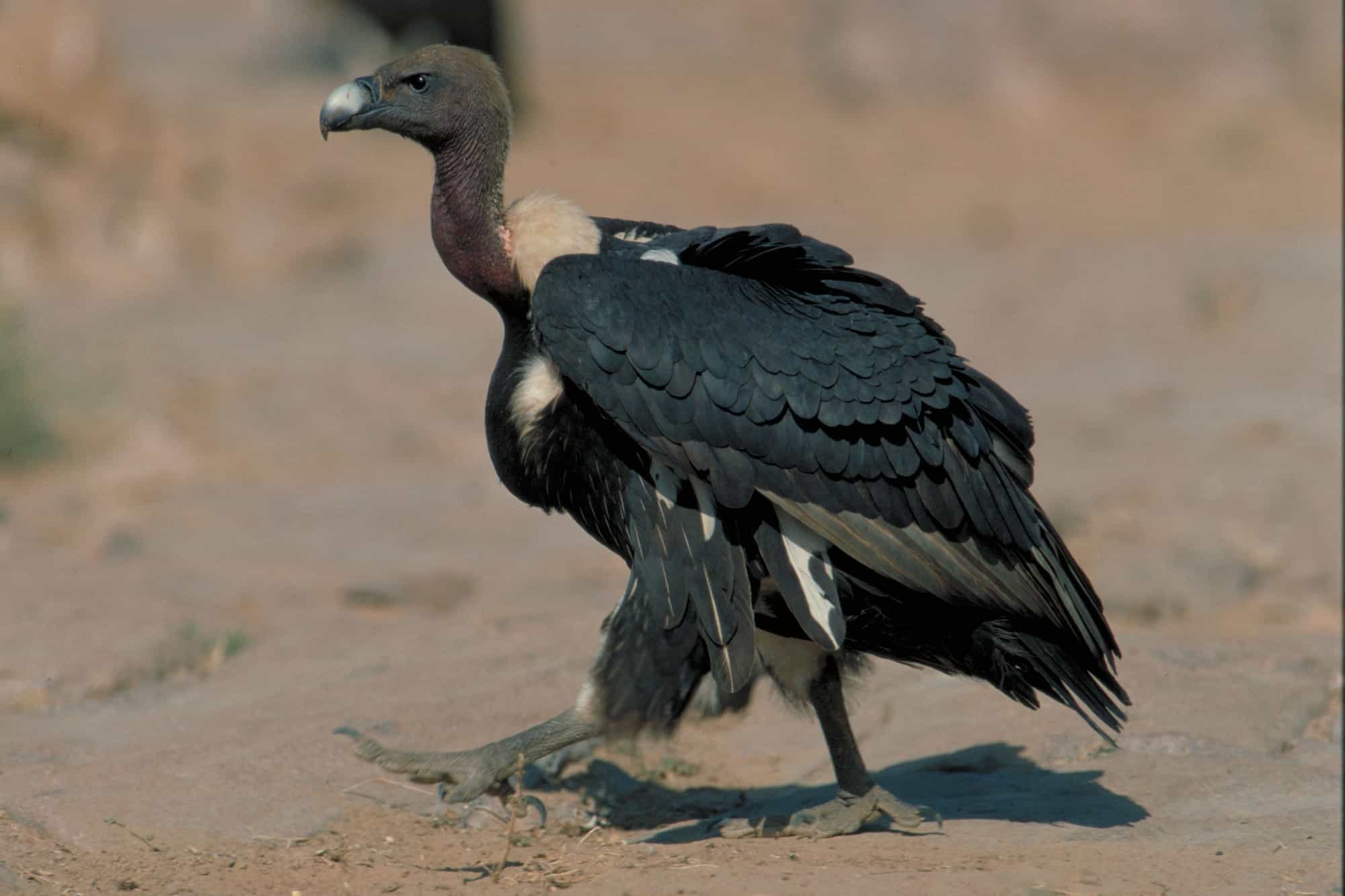 asian-vulture.jpg