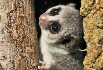 animal-research-news-round-up.jpg