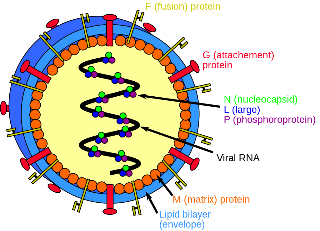 Henipavirus_structure.svg.png