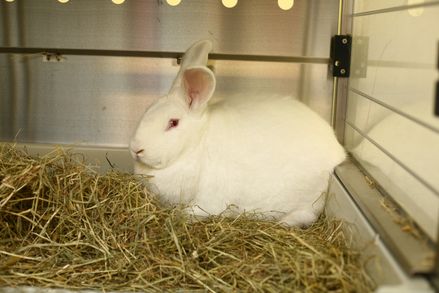 how–white–rabbit.jpg