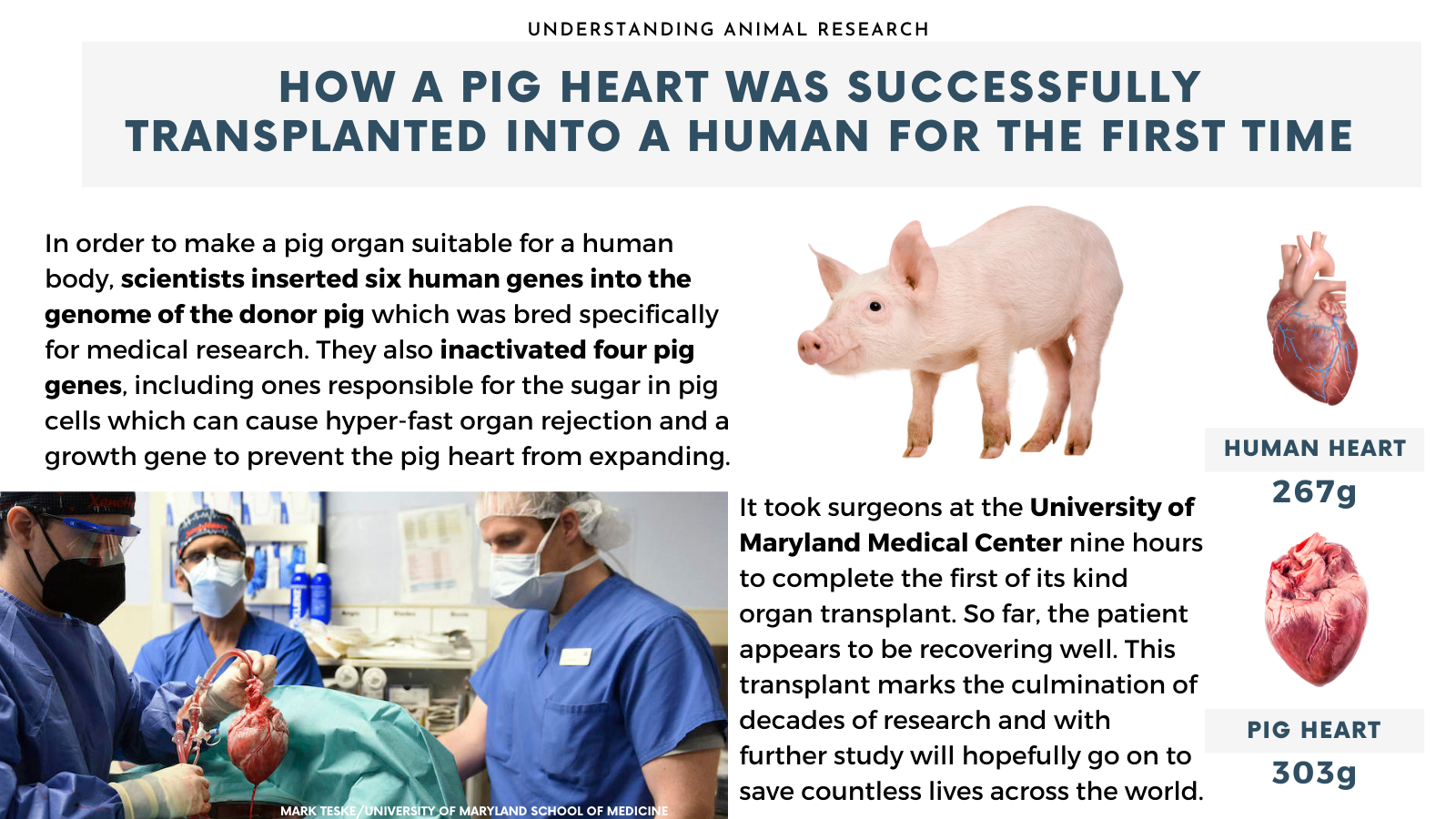 How a pig heart was successfully transplanted into a human for the first time (Twitter Post) (2).png