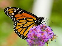 monarch-butterflies.jpg