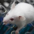 Neuron maps unveiled for mouse and fly :: Understanding Animal Research