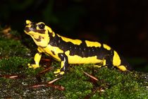 fire-salamander.jpg