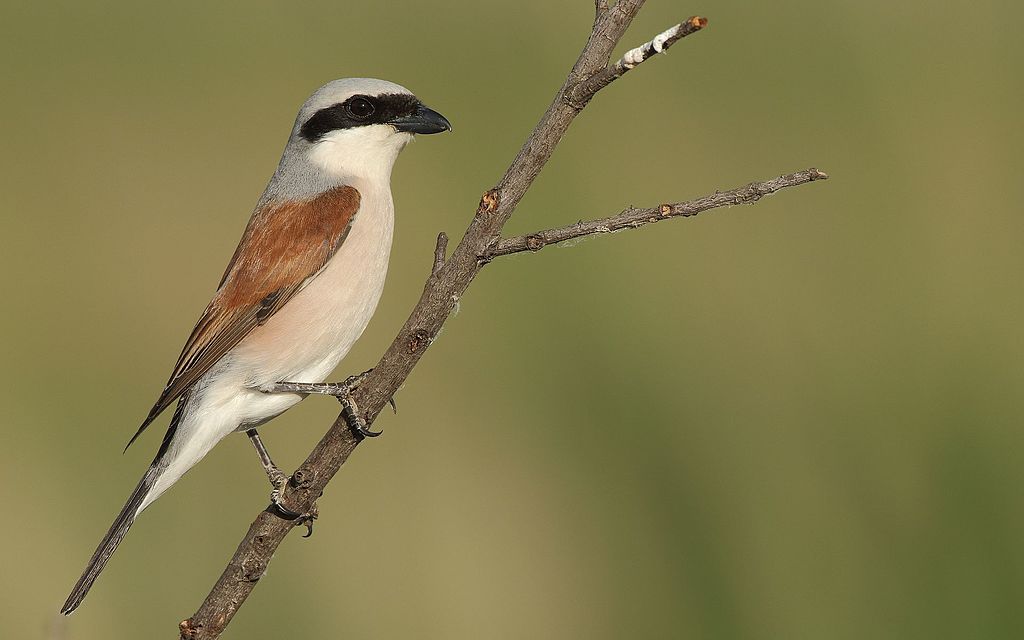 Red-backed_shrike.jpg