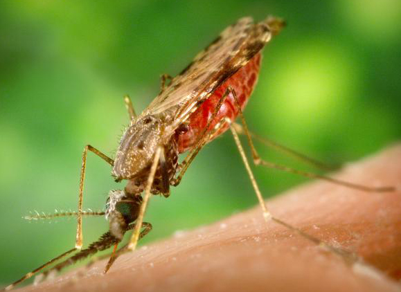 Anopheles_albimanus_mosquito.jpg