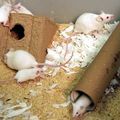 gm–mice–mouse–obesity.jpg