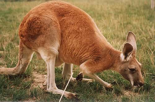 Red Kangeroo.jpg