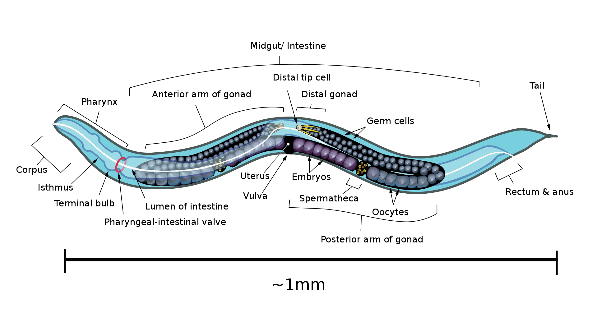 1920px-Caenorhabditis_elegans_hermaphrodite_adult-en.svg.png