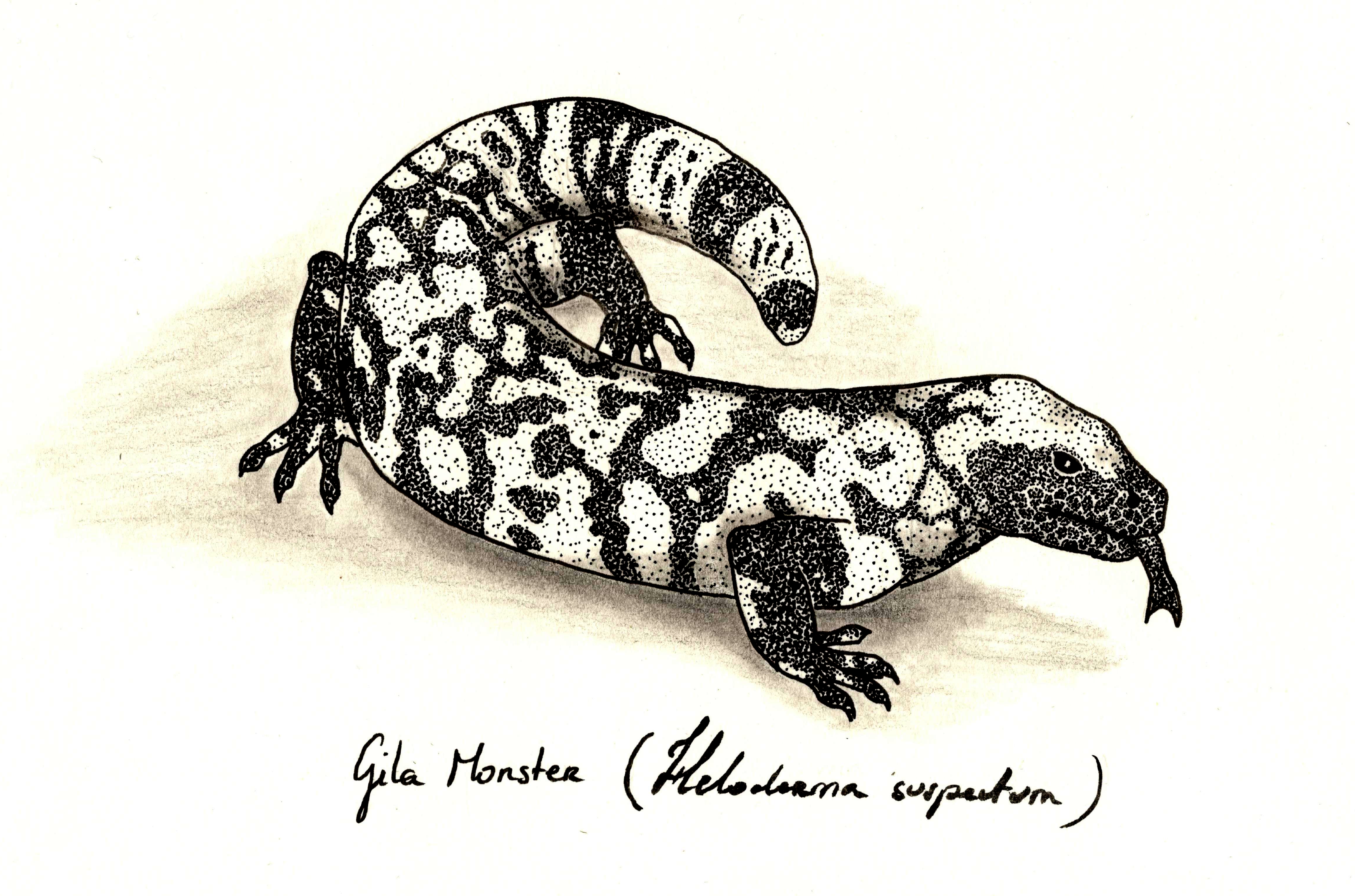 Gila_monster_-_co_-_rect.jpg