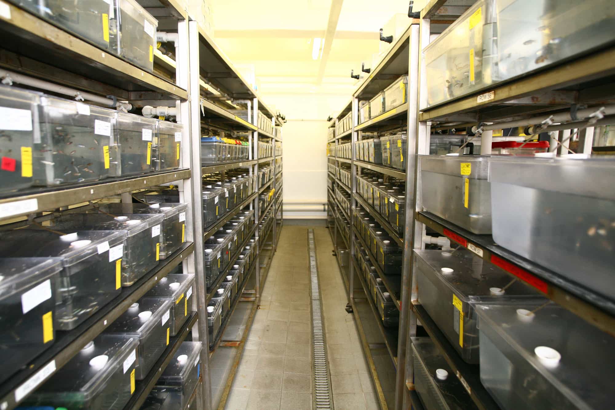 room-of-zebrafish-tanks-animal-testing.jpg