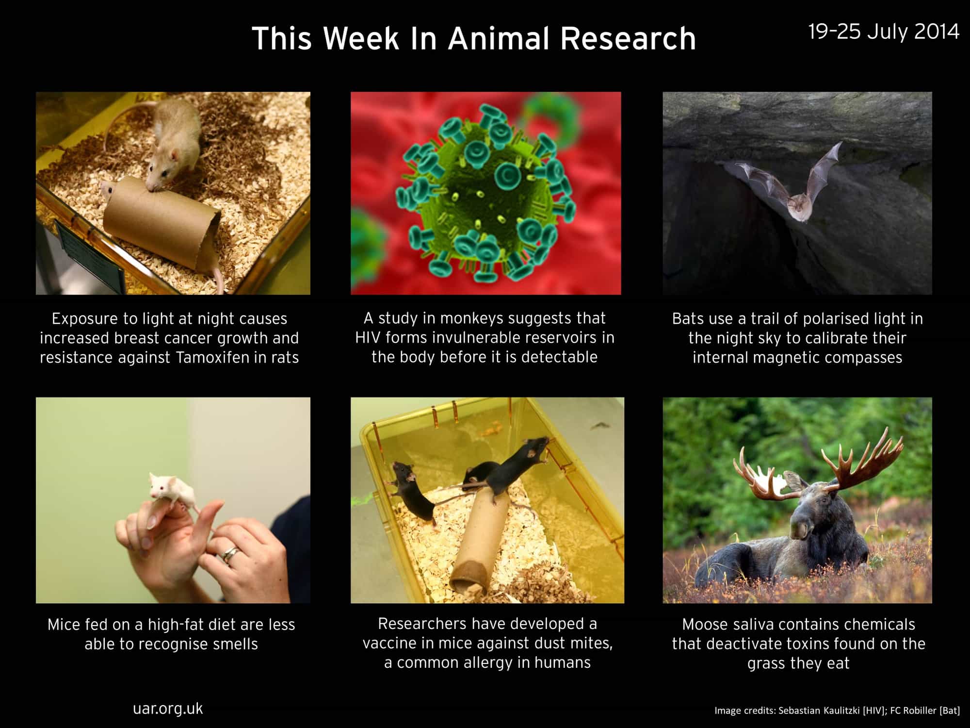 this-week-in-animal-research-1.jpg