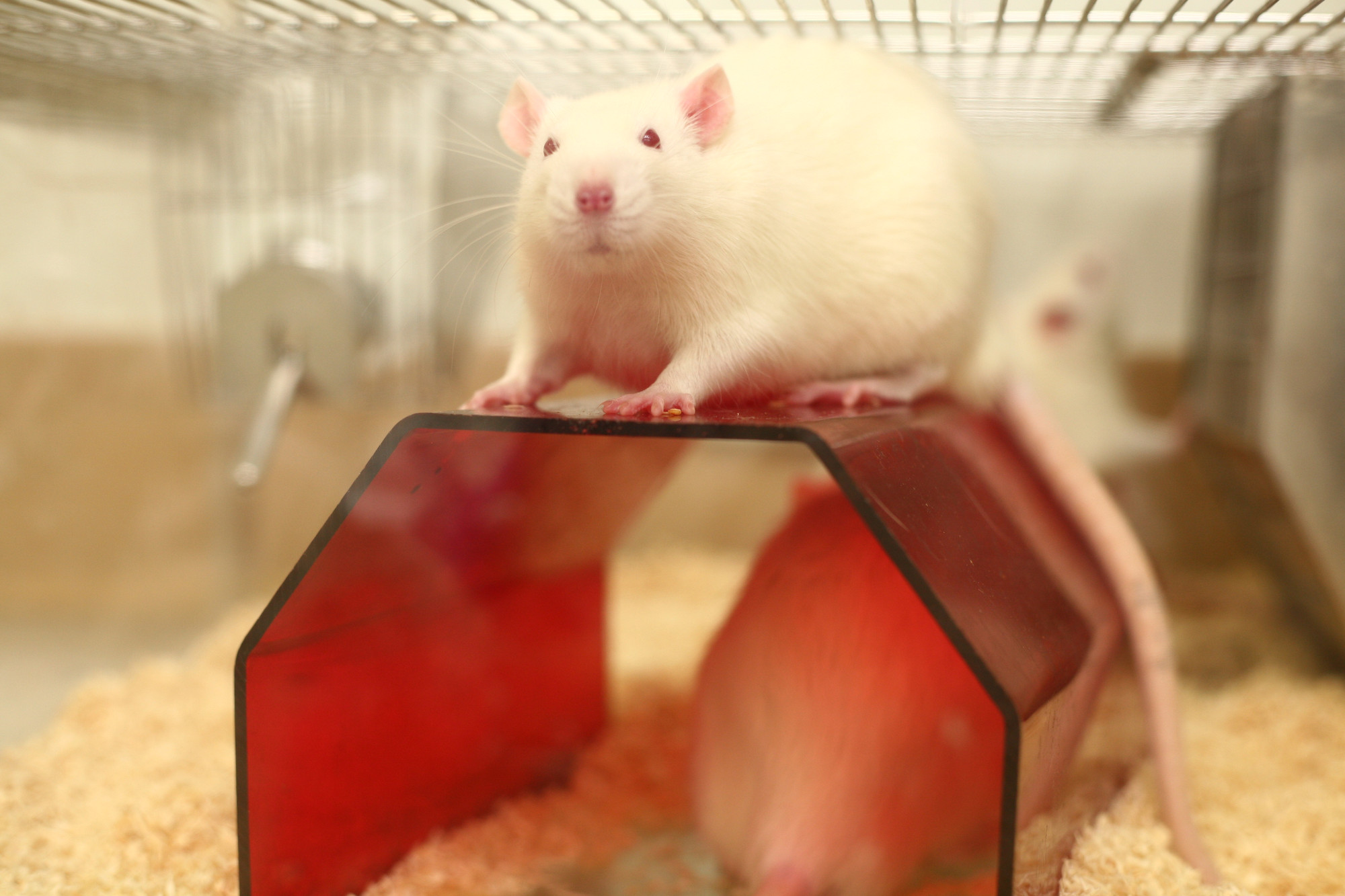 rat-sits-on-red-rat-house-1.jpg