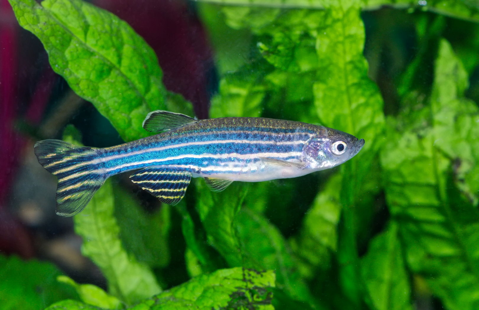 Zebrafish.png