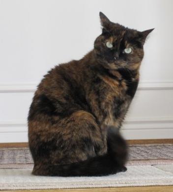 6-year_old_tortoise_shell_cat.jpg