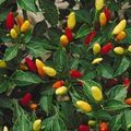 chillies.jpg