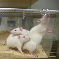 white–rats.jpg