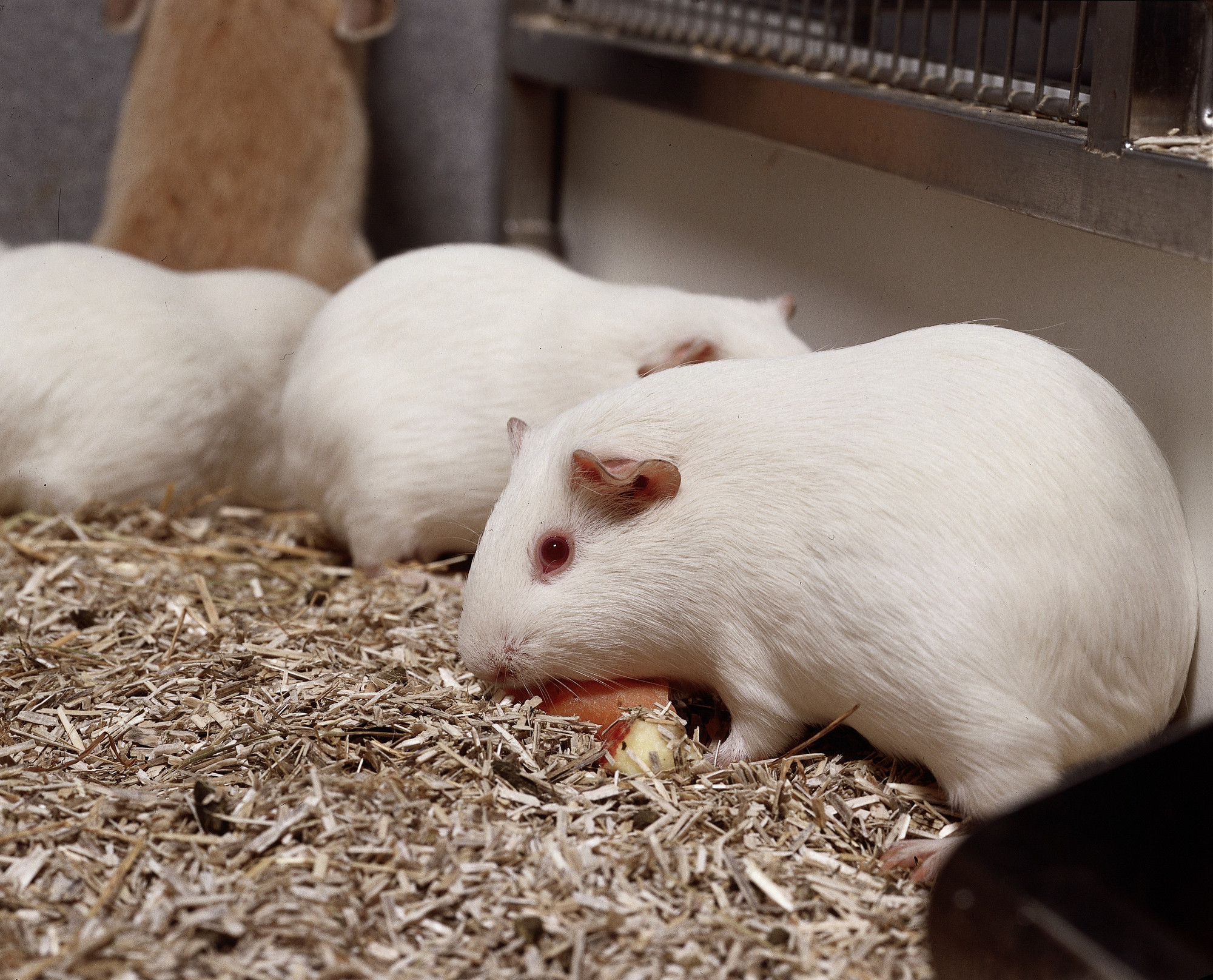 guinea-pig-and-carrot-close-up.jpg