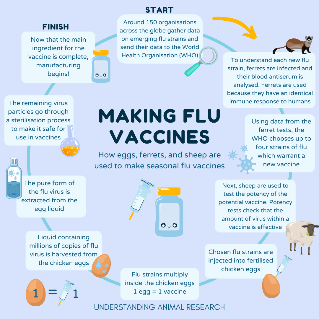 Flu vaccines (4).png
