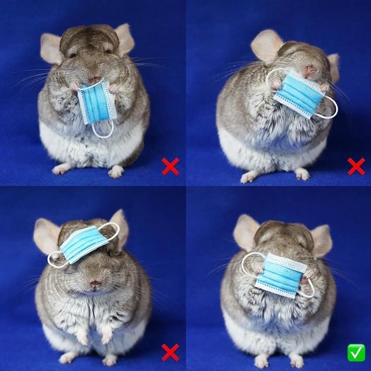 Chinchilla wearing face mask.PNG