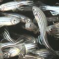 zebrafish.jpg