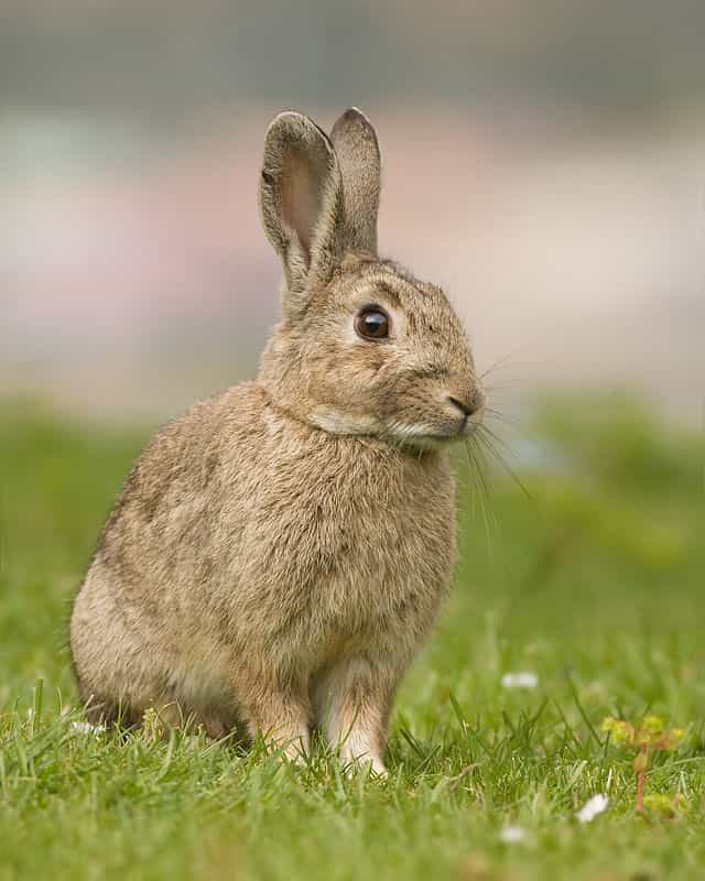 wild rabbit