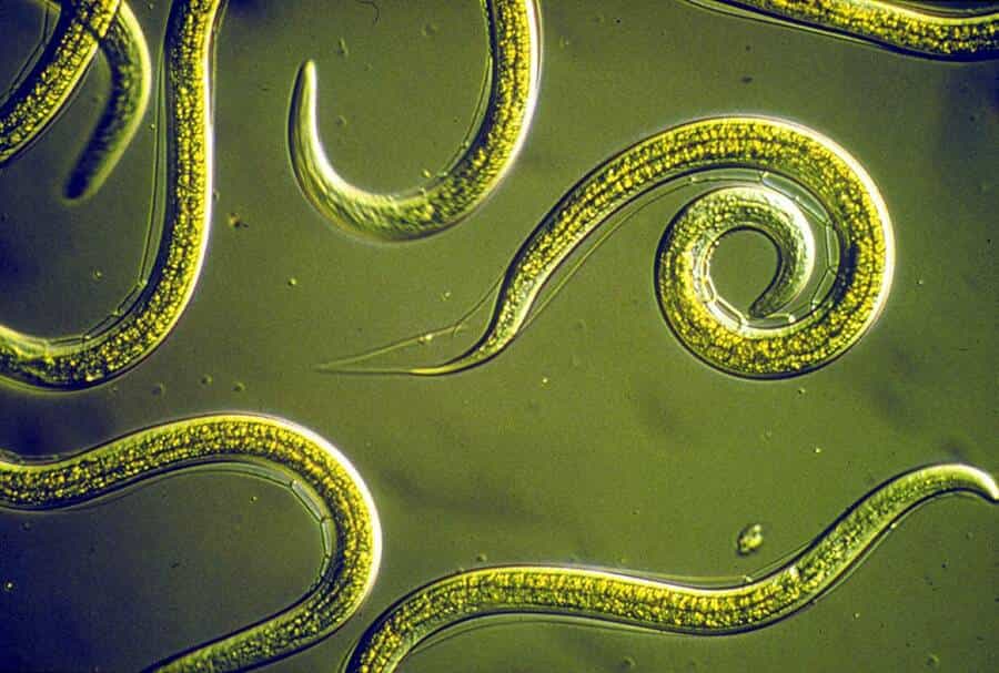 what-is-a-nematode.jpg