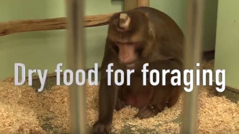 Making dry forage mix to feed research monkeys