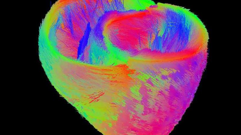 Animal welfare at Oxford University