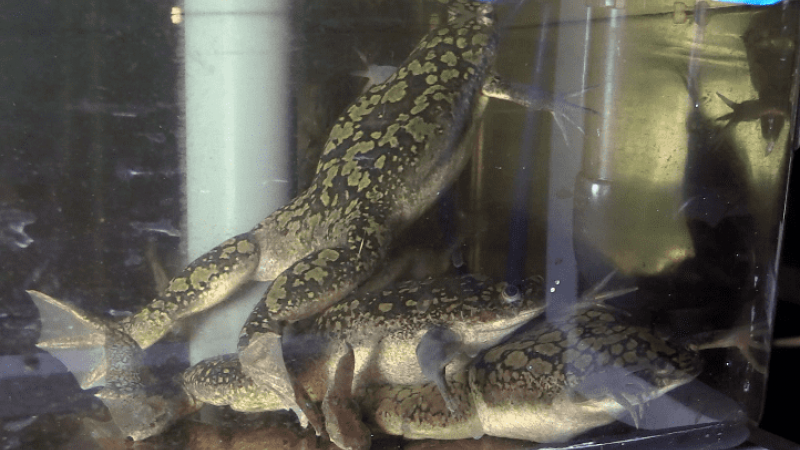 B-roll: Xenopus laevis frogs