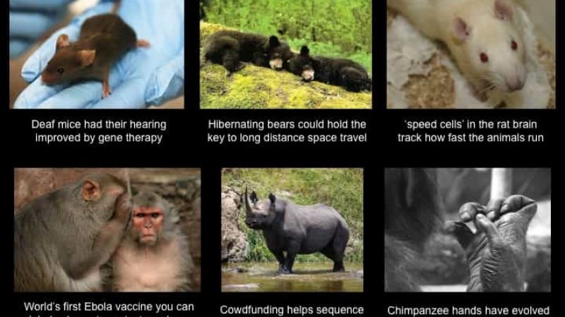 Brain speed cells track movement