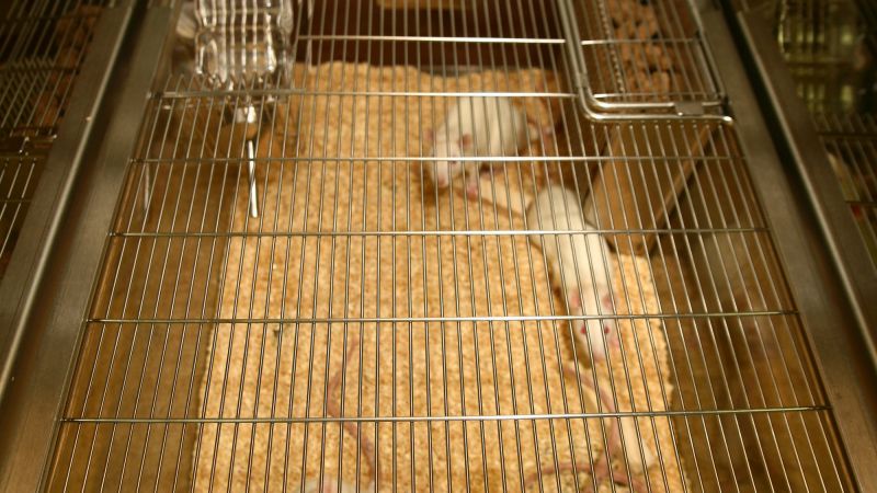 RatCAP brain scanner