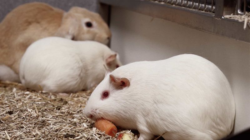 Guinea pigs in medical research