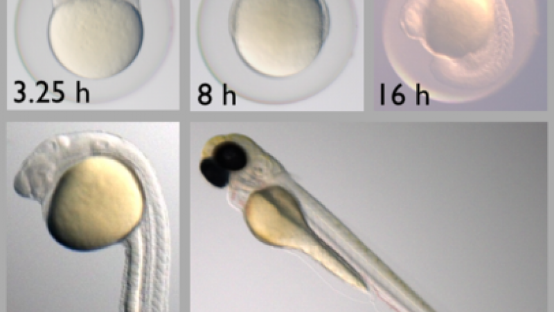 Zebrafish improve understanding of cancer growth