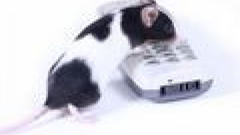 Radiation benefits for Alzheimer's mice