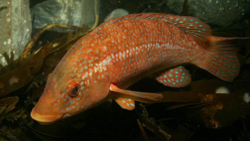 Cleaner fish