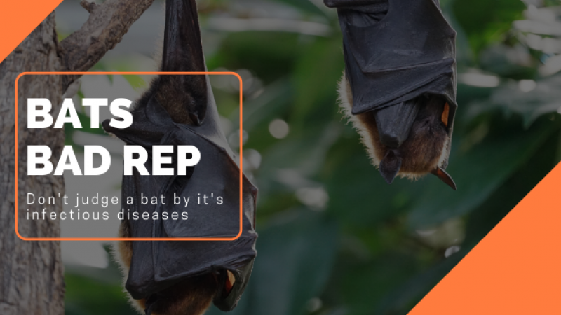 Why do bats have such a bad reputation?