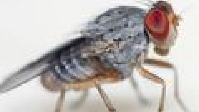 Snails, slime moulds and flies