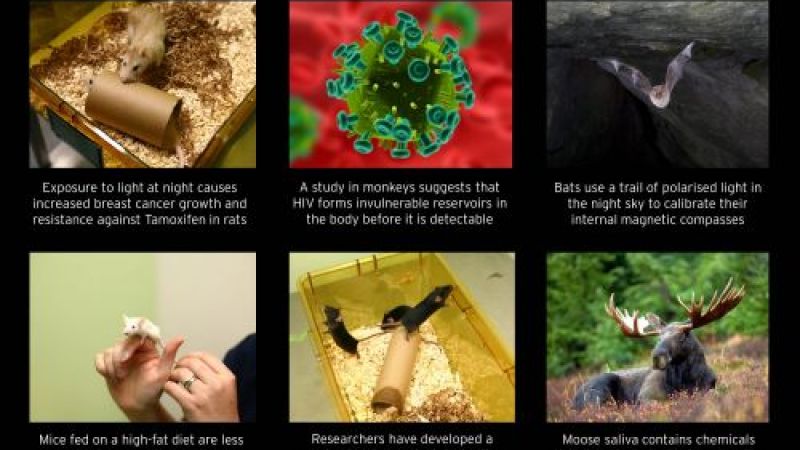 Vaccine for dust-mite allergies