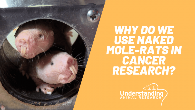 Why use naked mole-rats in cancer research?
