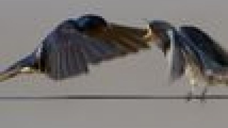 Declines in insectivorous birds are associated with high neonicotinoid concentrations