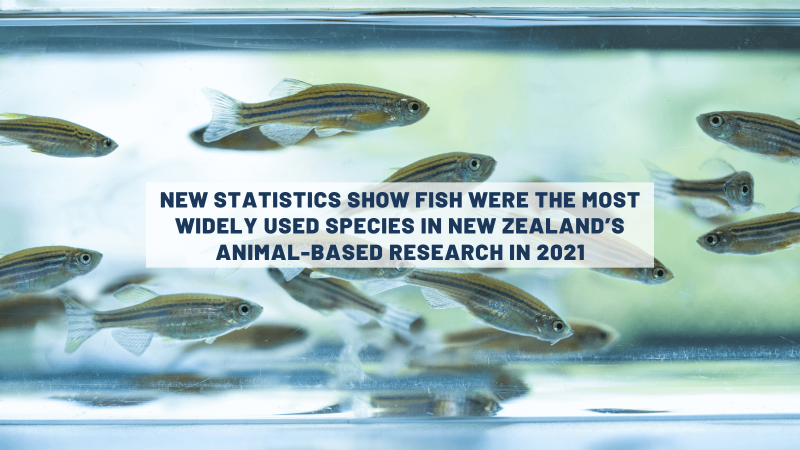 New statistics show fish were the most widely used species in New Zealand’s animal-based research in 2021