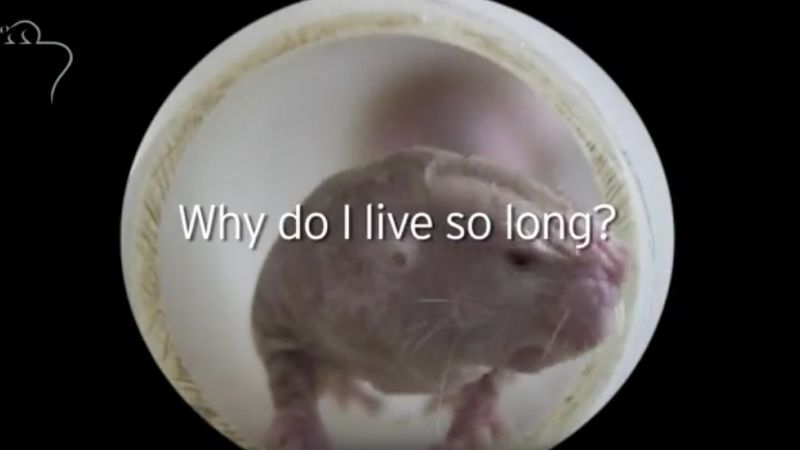 Why do naked molerats live so long?