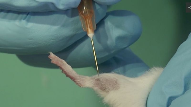 Blood sampling in mice and rats