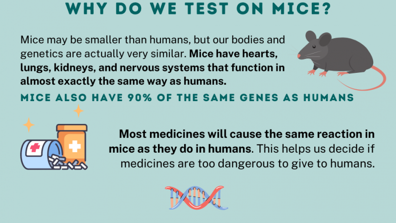 why-do-we-test-on-mice-understanding-animal-research