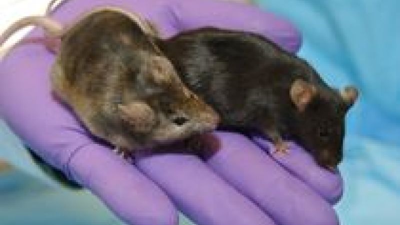 Researching Alzheimer's disease with mice
