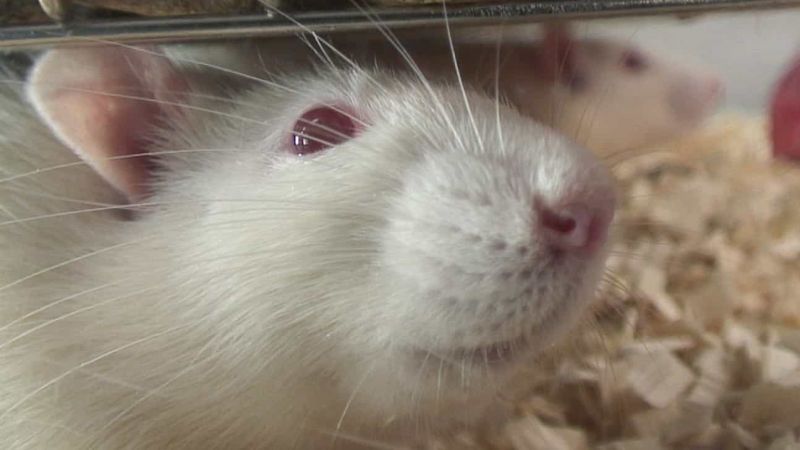 Rats close up